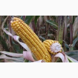 Продам семена кукурузы Солонянский 298 СВ