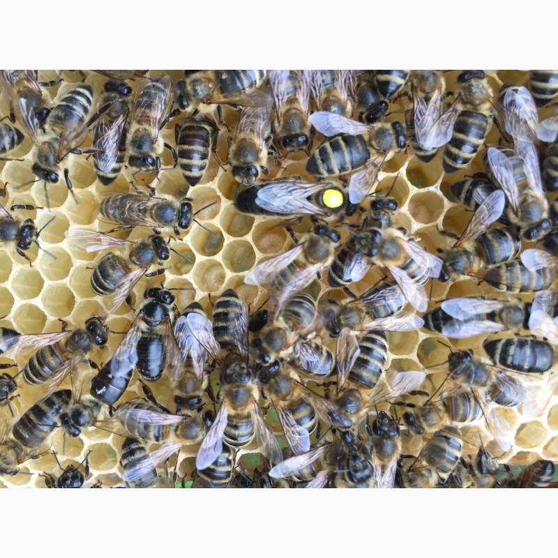 Матки Карпатка 2023 Бджоломатки (Пчеломатка, Бджоломатка, Бджолині матки)