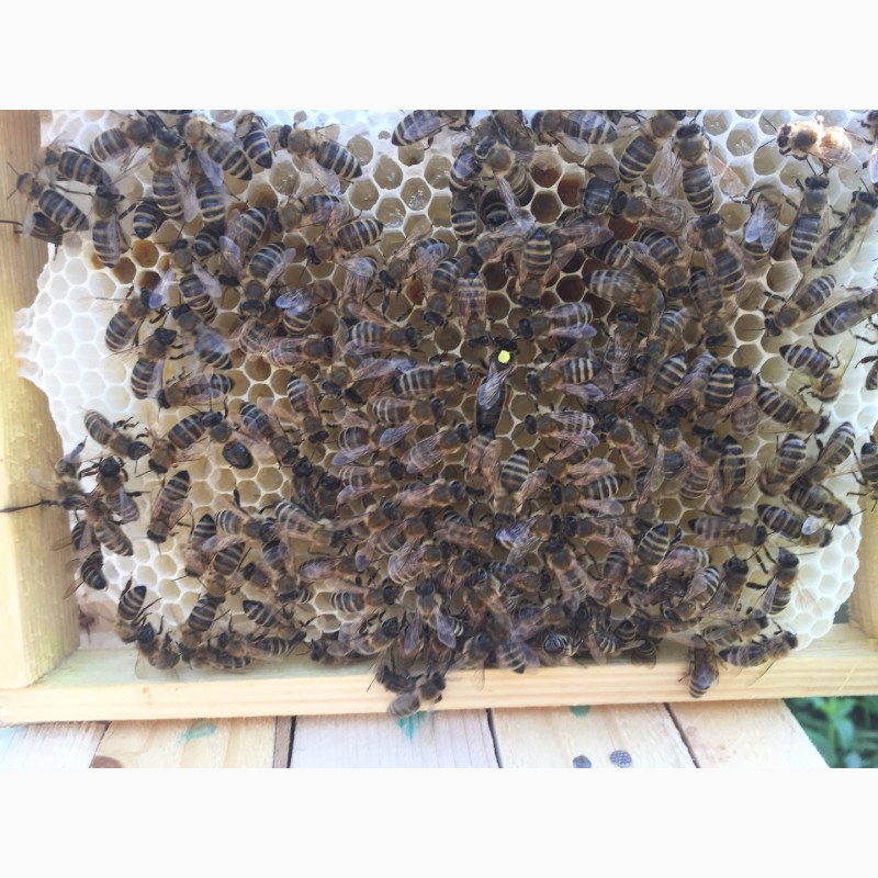 Фото 3. Матки Карпатка 2024 Бджоломатки (Пчеломатка, Бджоломатка, Бджолині матки)