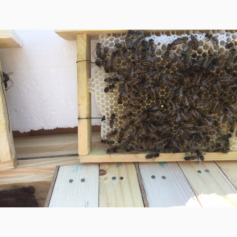 Фото 4. Матки Карпатка 2024 Бджоломатки (Пчеломатка, Бджоломатка, Бджолині матки)