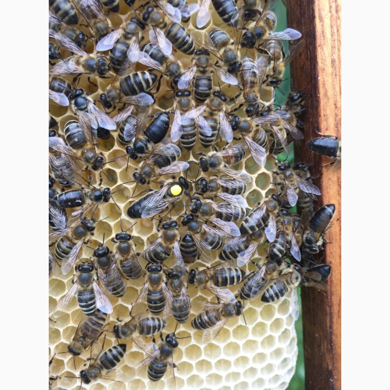 Фото 10. Матки Карпатка 2024 Бджоломатки (Пчеломатка, Бджоломатка, Бджолині матки)