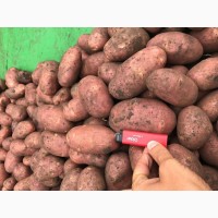 Картофель оптом от производителя. 5+ 17 р./кг