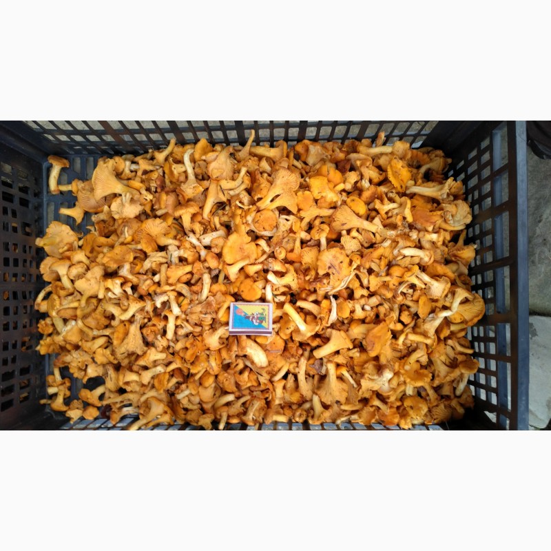 Фото 9. Приймаємо закази на заготівлю гриба білого в великих об#039;ємах