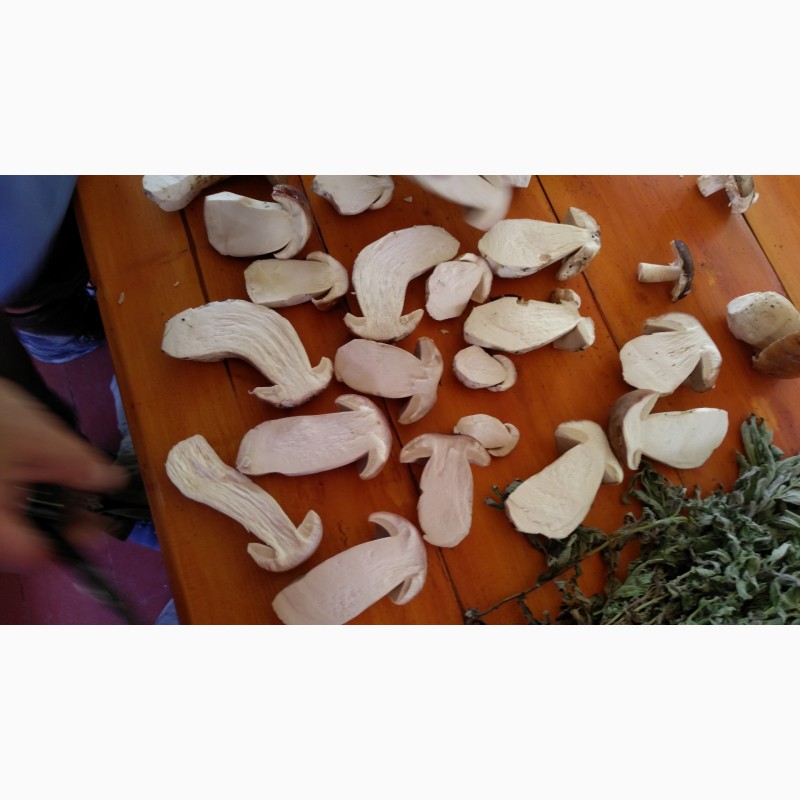 Фото 2. Приймаємо закази на заготівлю гриба білого в великих об#039;ємах