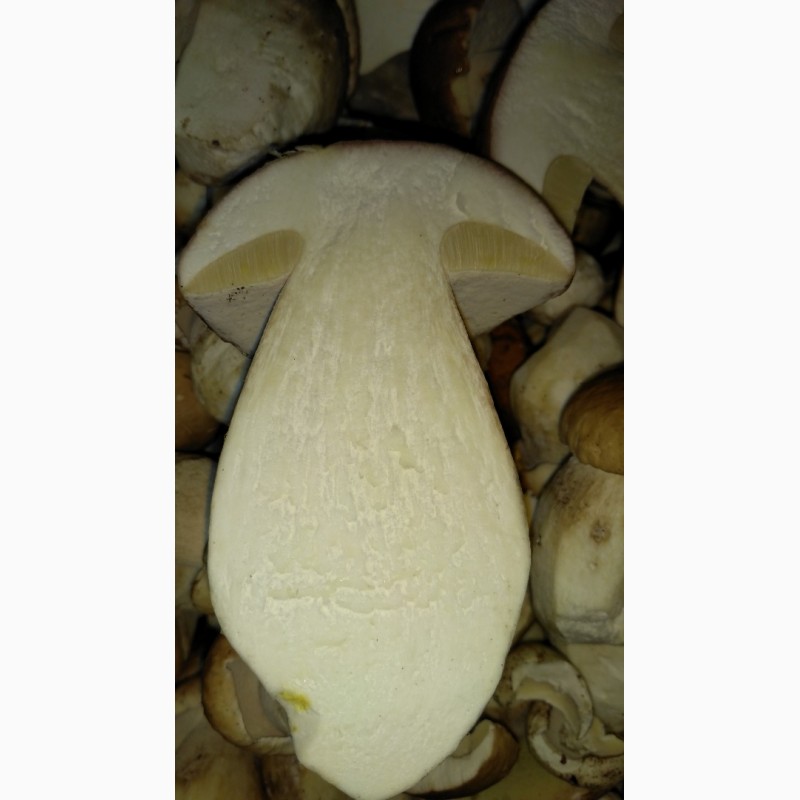 Фото 3. Приймаємо закази на заготівлю гриба білого в великих об#039;ємах