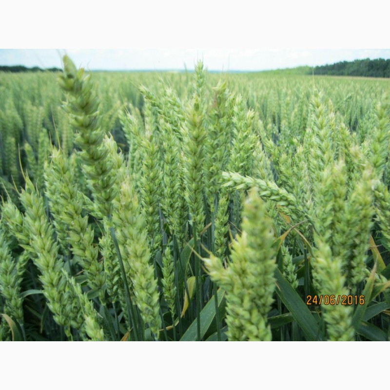 Фото 2. Високоякісна озима пшениця ОРТЕГУС (ШТРУБЕ, Німеччина) для інтенсивної технології