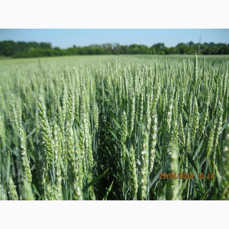 Фото 3. Високоякісна озима пшениця ОРТЕГУС (ШТРУБЕ, Німеччина) для інтенсивної технології