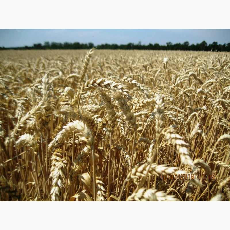 Фото 4. Високоякісна озима пшениця ОРТЕГУС (ШТРУБЕ, Німеччина) для інтенсивної технології