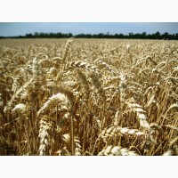 Високоякісна озима пшениця ОРТЕГУС (ШТРУБЕ, Німеччина) для інтенсивної технології
