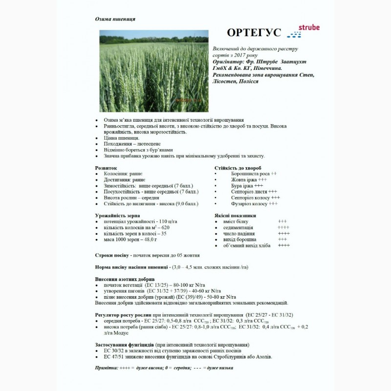 Фото 6. Високоякісна озима пшениця ОРТЕГУС (ШТРУБЕ, Німеччина) для інтенсивної технології