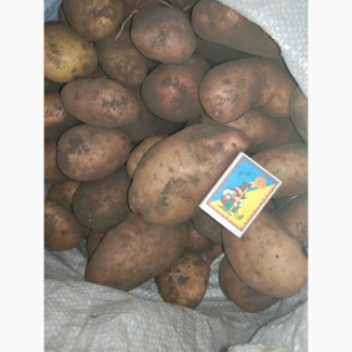 Картофель Картопля домашняя 3 т
