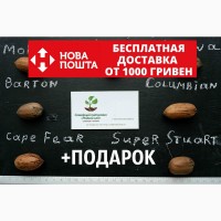 Пекан семена (10 штук) орех кария для выращивания саженцев, горіх карія пекан +инструкция