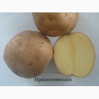 Продам картофель семенной от производителя