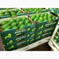 Продам авокадо из Испании оптом
