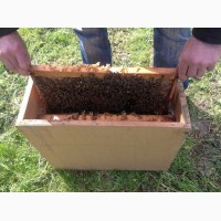 Продажа пчелопакетов