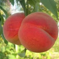 Продам оптом саженцы персика в Киеве