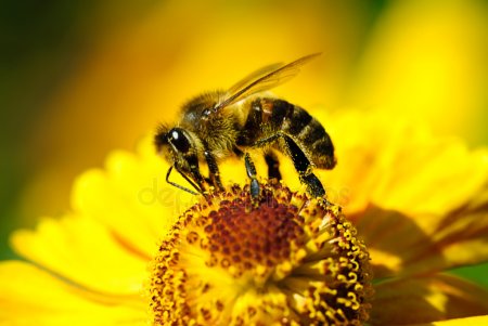 Бджолопакети, Бджоли, Бджолосім#039;ї