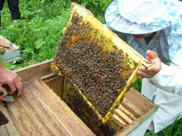 Фото 4. Бджолопакети, Бджоли, Бджолосім#039;ї