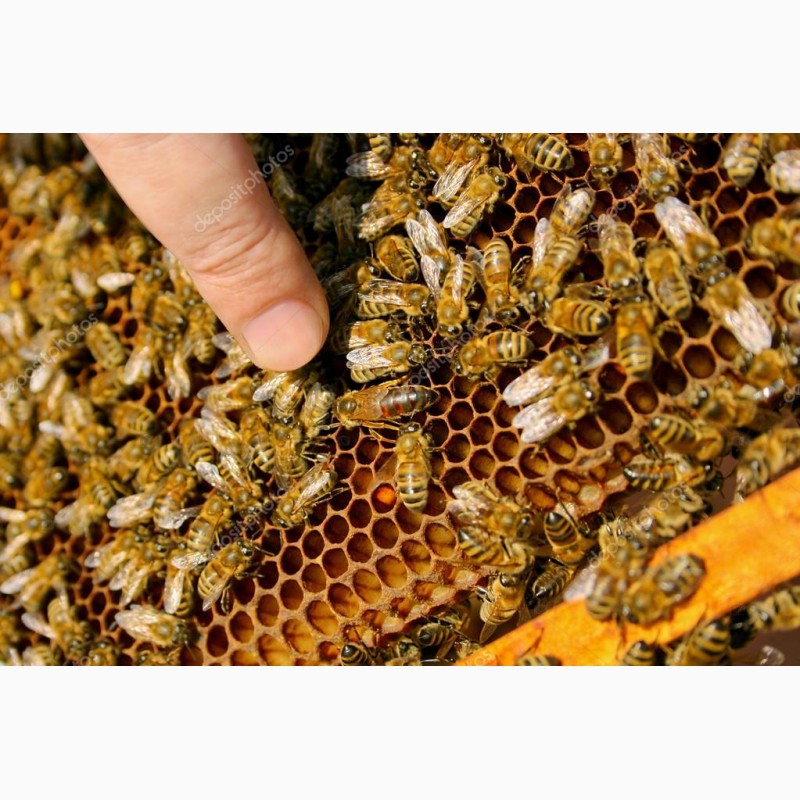 Фото 5. Бджолопакети, Бджоли, Бджолосім#039;ї