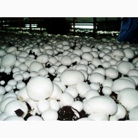 Продаж грибів шампіньйонів від виробника