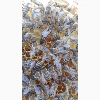 Плідна бджоломатка Карпатка