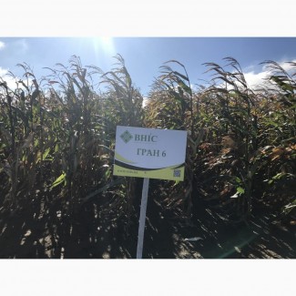 Семена Кукурузы Гран 6 (ФАО 300) напрямую от производителя