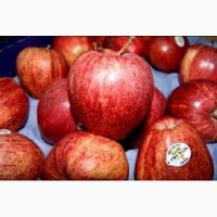 Закуплю яблоки, сорт Роял Гала (первый сорт), калибр 8+, ПОД ЭКСПОРТ от 23т