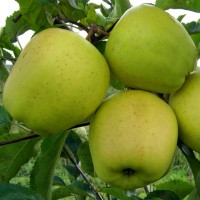 Саджанці яблунь