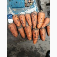 Продам морковь, сорт Абака