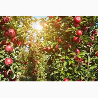 Продам бізнес сад Фермерське господарство яблуневий сад Фермерское хозяйство