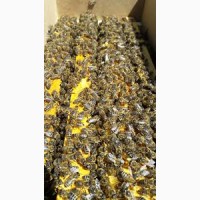 Продам бджолопакети Української степової у кількості 50 штук