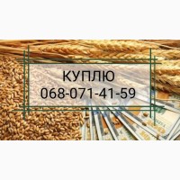 Куплю Пшеницю фуражну від 10 до 100 тонн