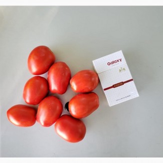 Продам помидор - номерную сливку