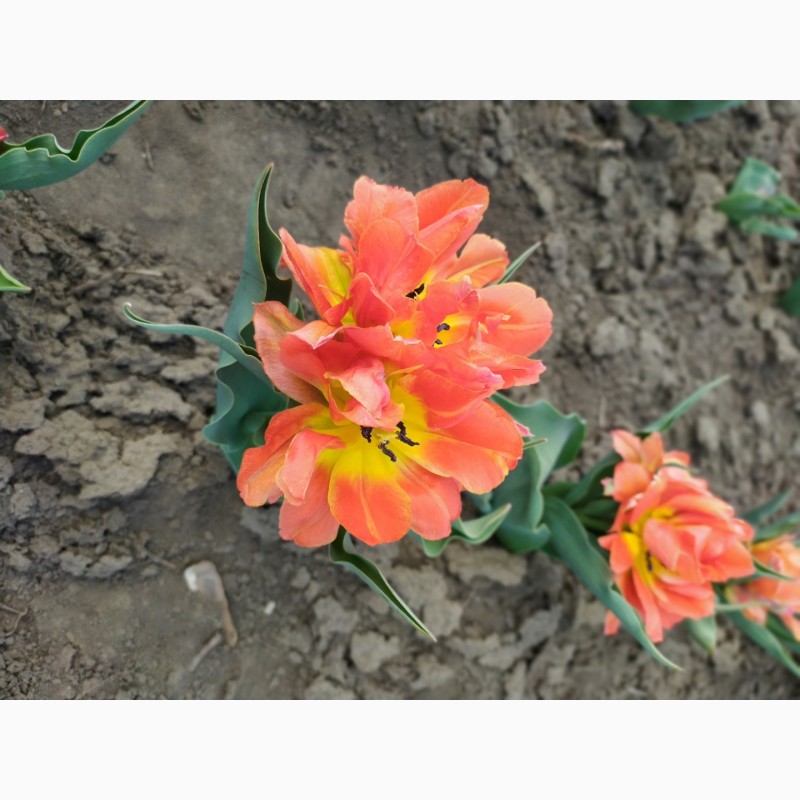 Фото 2. Продам цибулини тюльпанів