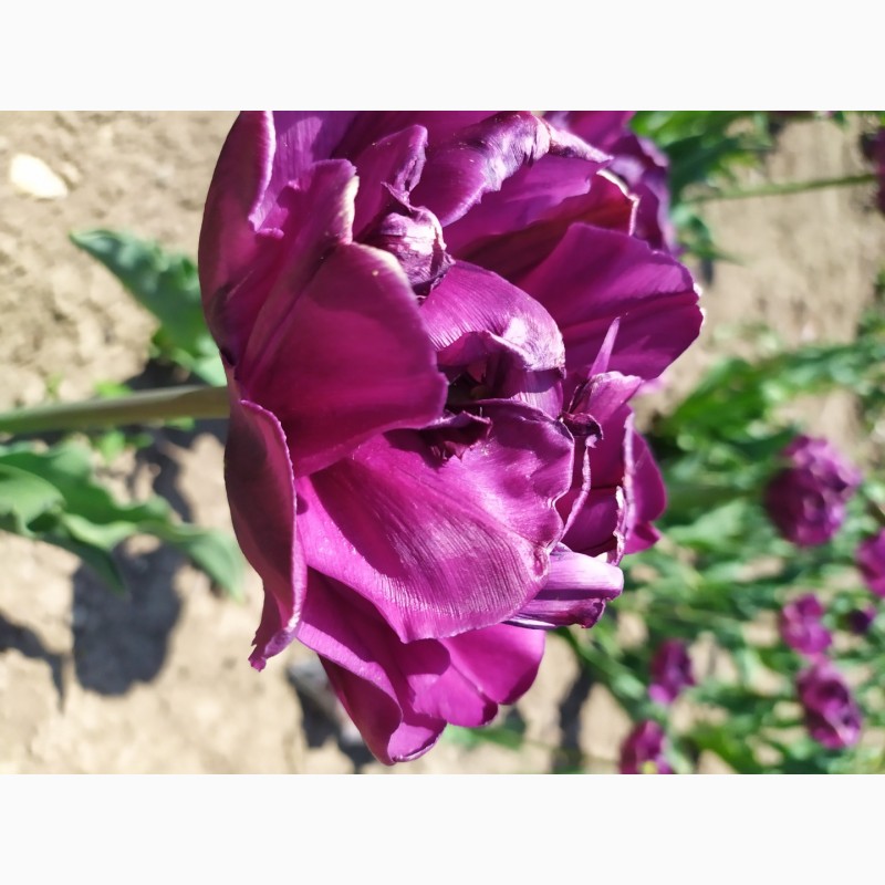 Фото 3. Продам цибулини тюльпанів