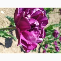 Продам цибулини тюльпанів