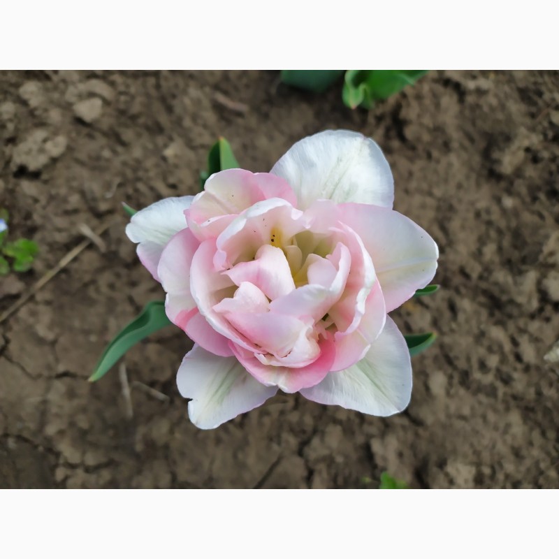Фото 5. Продам цибулини тюльпанів