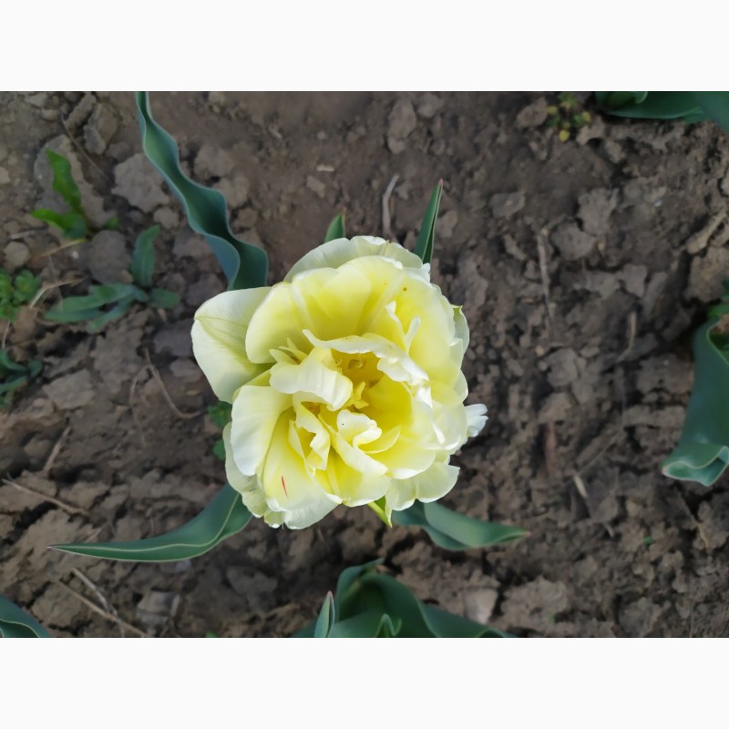 Фото 6. Продам цибулини тюльпанів