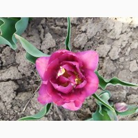 Продам цибулини тюльпанів