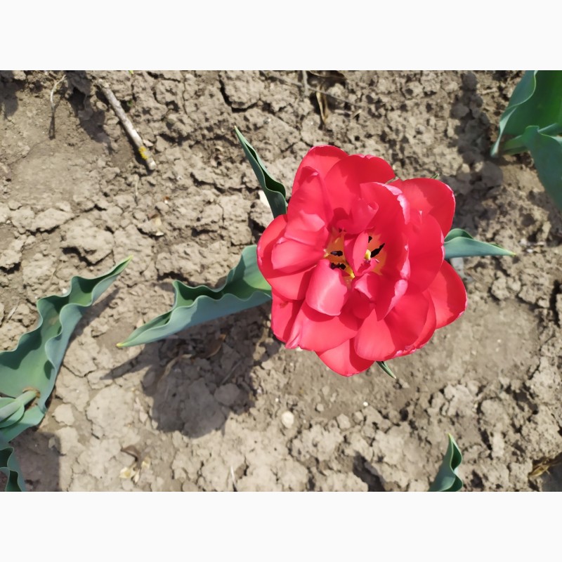 Фото 8. Продам цибулини тюльпанів