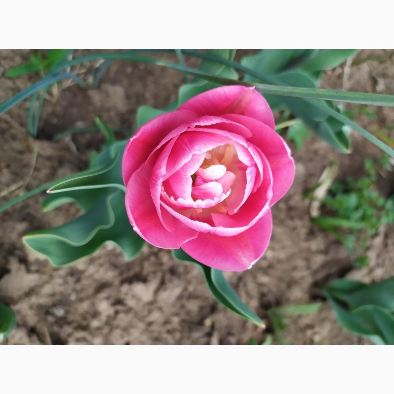Фото 9. Продам цибулини тюльпанів