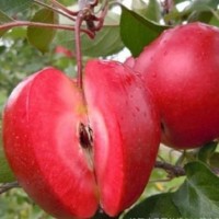 Яблуня зимова красномясна Ред Пенш