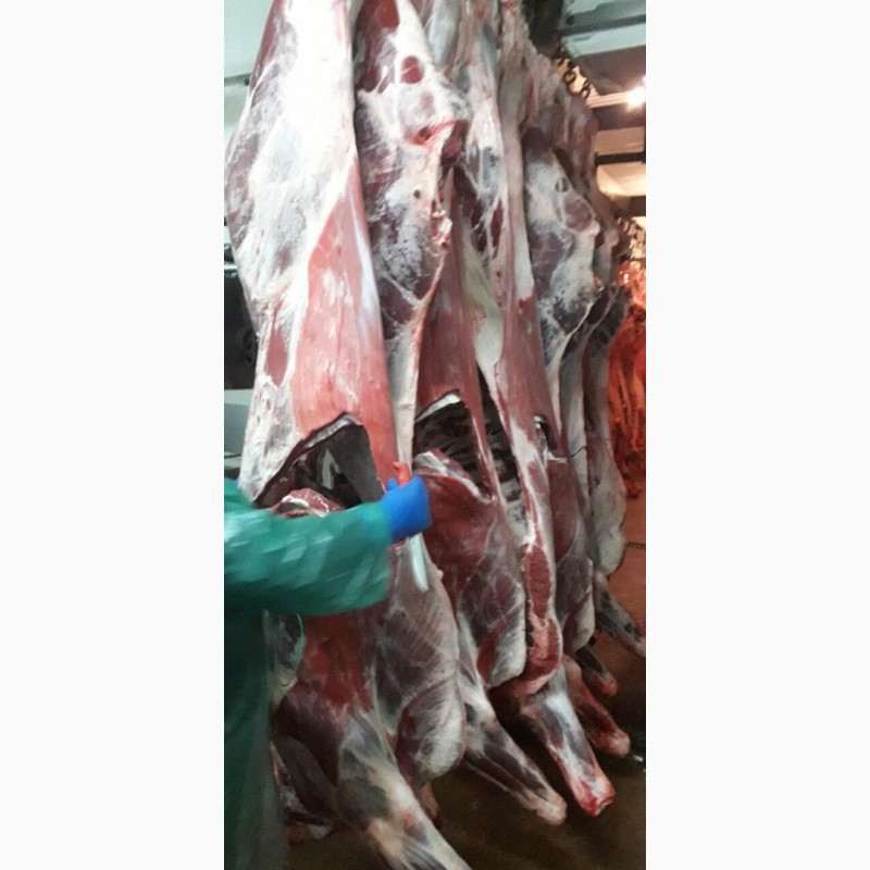 Фото 2. ПрАТ АГРО-ПРОДУКТ продає охолоджене мясо на кості та кускове мясо бика і корови