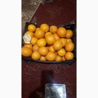 Продам лимон гидрид Мейера оптом от 1 тонны