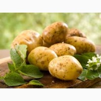 Купуємо картоплю врожаю 2024 г на постійній основі з доставкою у Житомир