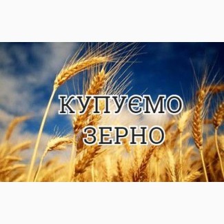 Організація закуповує пшеницю, жито, ячмінь, кукурудзу сою