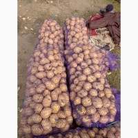 Продам семенной посадочный картофель