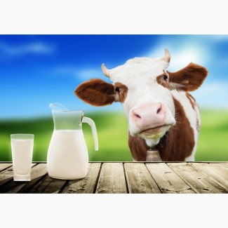 Продажа молока оптом на постоянной основе