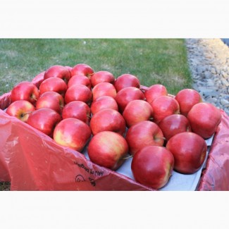 Продам яблука (еко) оптом: Ред Джонапринц, Фуджі, Грін Стар, Ред чіф, Грені Сміт, Голден