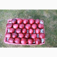 Продам яблука (еко) оптом: Ред Джонапринц, Фуджі, Грін Стар, Ред чіф, Грені Сміт, Голден